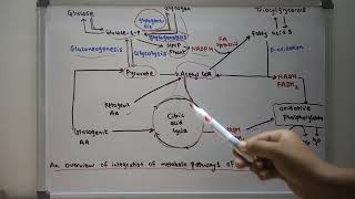 An overview of integration of metabolic pathways of energy metabolism24 [upl. by Evaleen199]