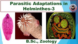 Parasitic​ Adaptations in Helminthes3 Helminthes​ Adaptation  Round and Flat worms HSR Bioinfo [upl. by Cailly649]