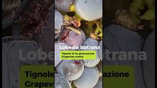 I danni della lobesia botrana di terza generazione nella vite [upl. by Aseeram]