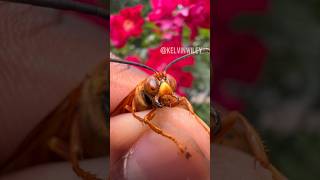 Eastern Cicada Killer Info amp Sting [upl. by Esille]