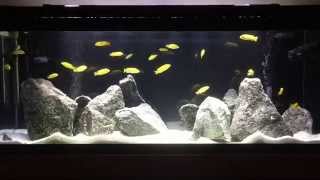 New Lake Malawi Mbuna Fish Tank  How to aquascape Mbuna tank  Tips on Rockscape  African Cichlids [upl. by Idok731]