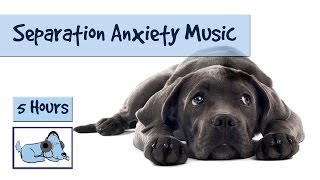 Separation Anxiety Music  Calm your Dogs Anxiety with Relaxing Dog Music [upl. by Westphal]