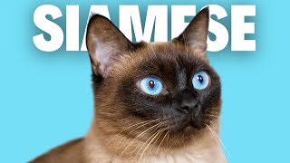 SIAMESE CATS  Pros and Cons Of Owning [upl. by Dwinnell]