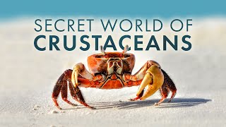 Secret World of Crustaceans [upl. by Luapnaes870]