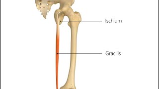 Muscle of medial compartment of the thigh gracilis muscle  part 6 دخالد البكوش [upl. by Vinny]