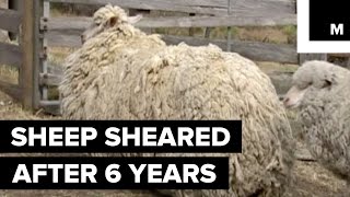 Sheep Finally Sheared After 6 Years of Being Lost in the Wilderness [upl. by Hannaoj]