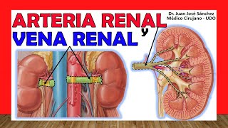 🥇 ARTERIA Y VENA RENAL Anatomía Ramas y Afluentes [upl. by Ffej937]