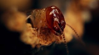 Amazing World of a Termite Mound  Wonders of Life w Prof Brian Cox  BBC Earth [upl. by Libre500]