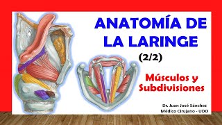 🥇 ANATOMÍA DE LA LARINGE 22 Músculos Subdivisiones Fácil Rápido y Sencillo [upl. by Nial]