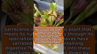 Sarracenia how does it meet its nutritional needs Sarracenia [upl. by Nobie16]