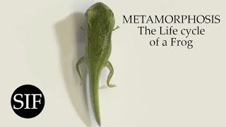 METAMORPHOSIS The Life cycle of a Frog [upl. by Sabba]