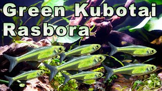 An AMAZING Tiny Green Fish Green Kubotai Rasbora Care and Breeding [upl. by Ahsinom]