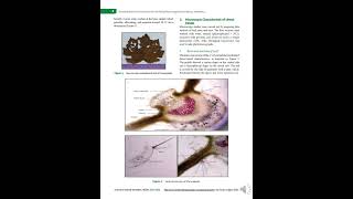 Standardization of Urena lobata Linn Unveiling Pharmacognostical Features Preliminary Phyto [upl. by Les623]