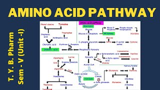 Amino Acid Pathway Pharmacognosy [upl. by Yklam414]