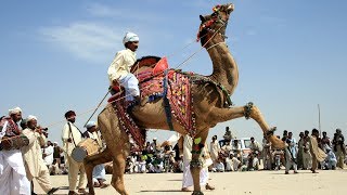 Camel Dance Competition at the Cattle Fair in Pushkar Rajasthan  Pushkar Mela Amazing Camel Dance [upl. by Spaulding]