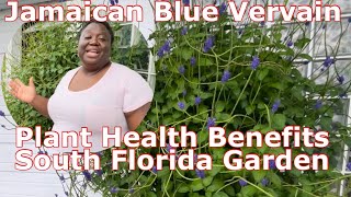 Jamaican Blue Vervain Plant Health Benefits  South Florida Garden 102023 [upl. by Kliman837]