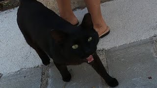 Incredibly cute black cat meows like a stutterer and purrs loudly [upl. by Baryram746]