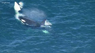 JPod orca Tahlequah J35 gives birth to new calf [upl. by Shipley]