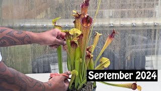 Carnivorous Plant Care for September 2024 [upl. by Swiercz]