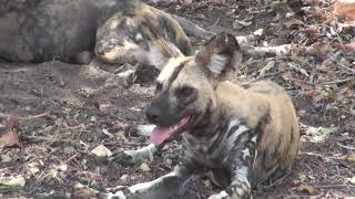 Lycaon pictus african wild dog fully eaten [upl. by Enilegnave]