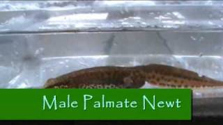 HOW TO  Identify British Newts by Pondguru [upl. by Eglantine]