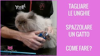 Come tagliare le unghie al gatto e spazzolare un persiano [upl. by Huberman]