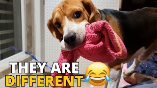 6 Ways Beagles are Different from Other Dogs [upl. by Yerhcaz]