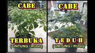 Perbandingan Tanaman Cabe tempat Terbuka Dan Teduh [upl. by Ruddy]