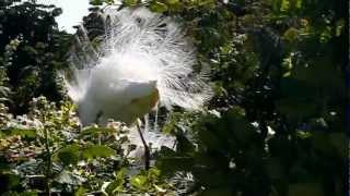 Snowy Egret [upl. by Dahsra592]