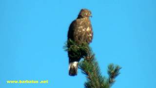 Halcón abejero  Pernis apivorus  Honey Buzzard [upl. by Ponton833]