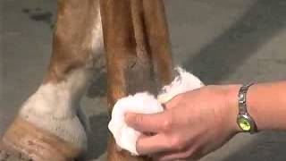 IntraArticular Joint Injections The Fetlock [upl. by Manthei99]