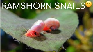 Ramshorn Snails  Species Spotlight Cleanup Crew for your Natural Aquarium [upl. by Lovering]