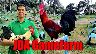 Lets Visit The Farm Of JDA Gamefarm [upl. by Marcello]