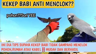 INI DIA TIPS SUPAYA KEKEP BABI TIDAK GAMPANG MENCLOK POHONRUMAH ATAU KABEL‼️MUDAH DAN BERHASIL fyp [upl. by Pendleton]