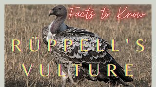 Rüppells Vulture facts 🦅 Rüppells Griffon Vulture 🦅 bird of prey native to Sahel amp East Africa [upl. by Palila]