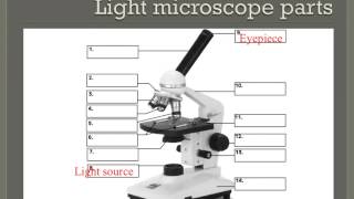 How to properly use a compound light microscope [upl. by Philbo883]