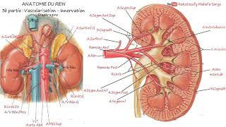 ANATOMIE DU REIN  3è partie  Vascularisation  Innervation [upl. by Medeah]