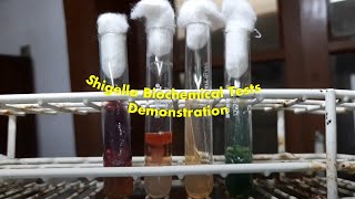 Shigella groups AB and C Biochemical Tests Demonstration [upl. by Juline]