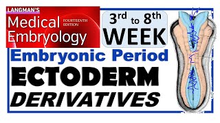 Langman Chapter6PartI  ECTODERM Derivatives  Embryonic Period 3rd to 8th WkDr Asif Lectures [upl. by Tobie]