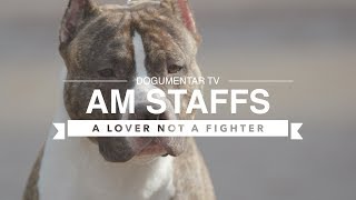 ALL ABOUT AMERICAN STAFFORDSHIRE TERRIERS [upl. by Essinger]