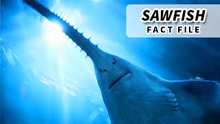 Sawfish Facts ENDANGERED FISH  Animal Fact Files [upl. by Gelasius]