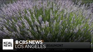 Lavender Festival at 123 Farm  SoCal Spotlight [upl. by Allx]