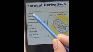 Foregut Derivative  meded Pro shorts [upl. by Anyaj]