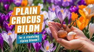 Crocus Bulbs Made Easy Tips for a Breathtaking Spring Garden [upl. by Etnovad]