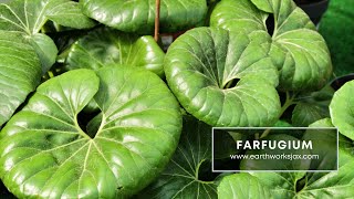 Farfugium for Northeast Florida [upl. by Adnilre]