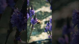 Blue Vervain Medicinal AND Beautiful 😍 bluevervain tea medicinalplants [upl. by Alisia]