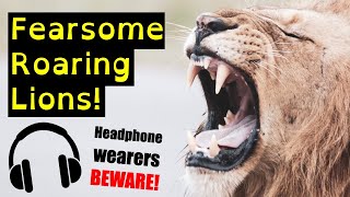 Incredible Roaring Lion Compilation  Top Ten Loud Lion Roar [upl. by Yasmine]