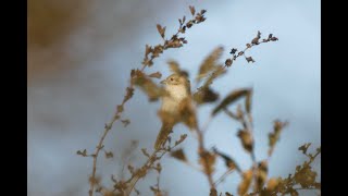 Isabelline  Redtailed Shrike Bempton Cliffs RSPB East Yorkshire 41024 [upl. by Rednasxela767]