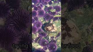 Solo abalone trying to compete for food with hundreds of purple urchin Full video on my channel [upl. by Palla]