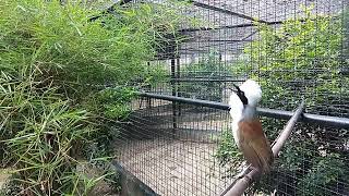 White crested Laughingthrush  นกกะรางหัวหงอก [upl. by Nelo]